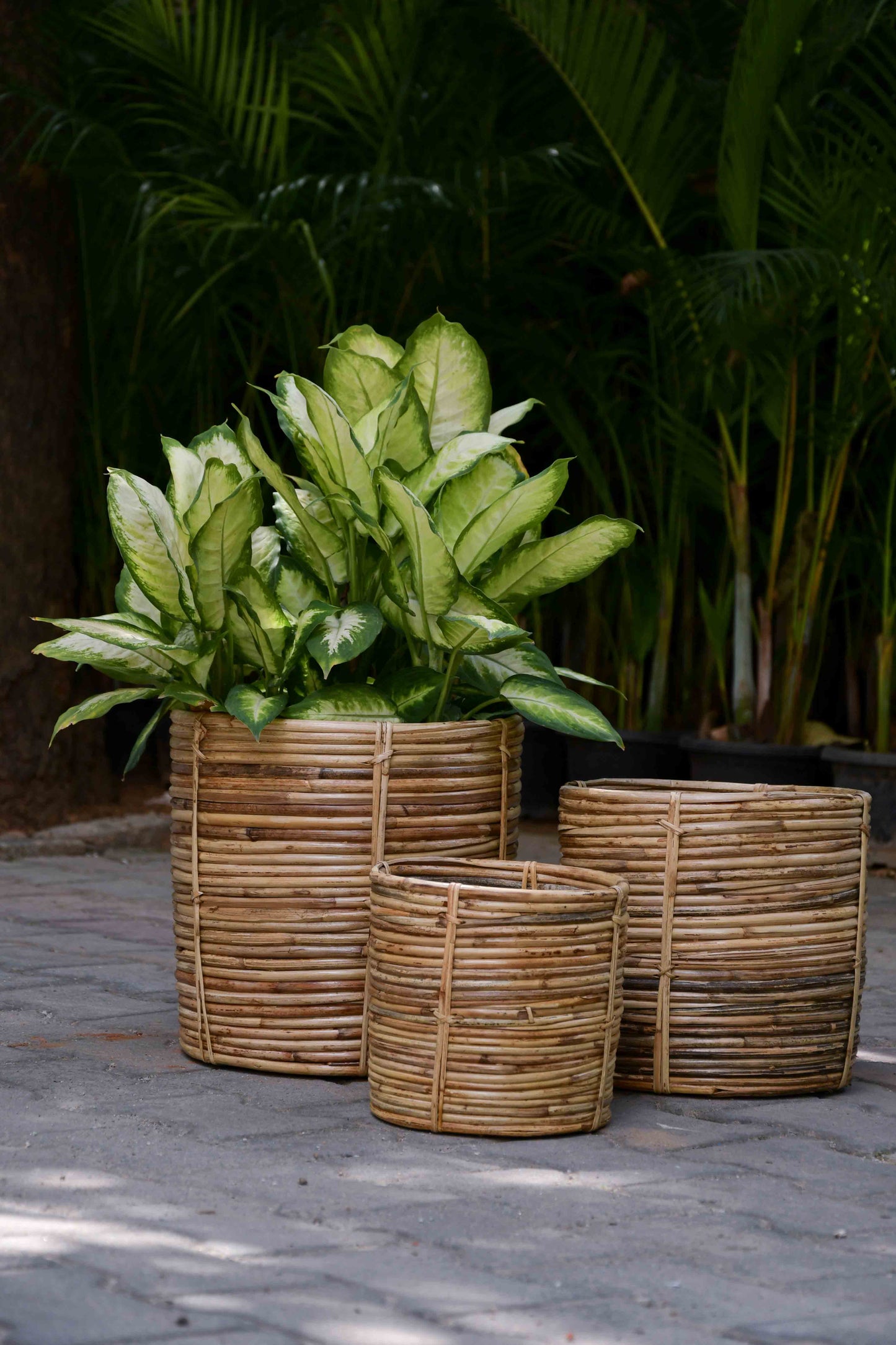 Nagaon coiled basket