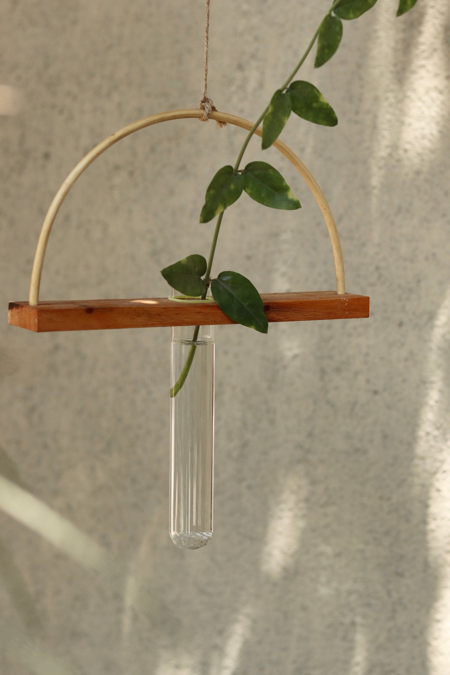 Roots test tube planter