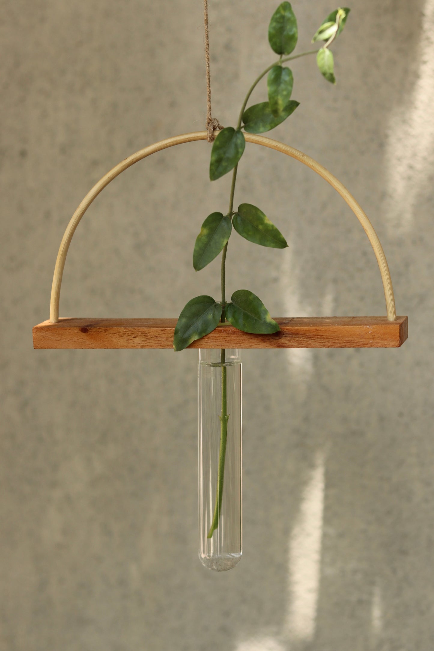 Roots test tube planter