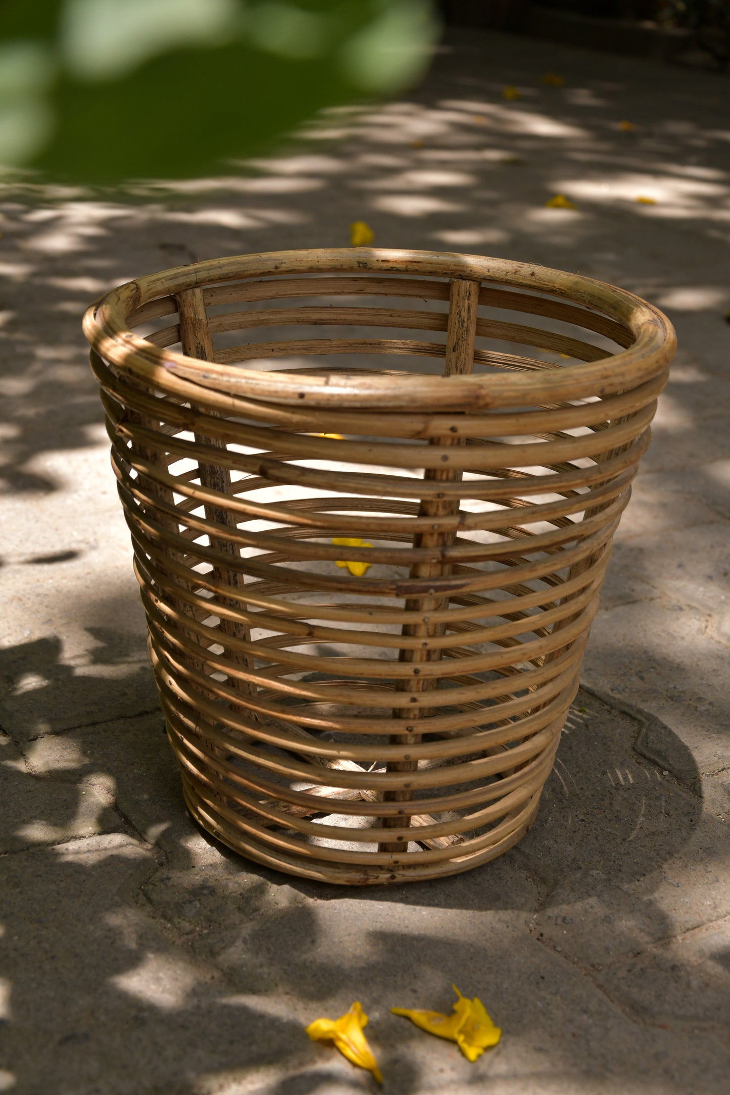 Nagaon Rattan planter