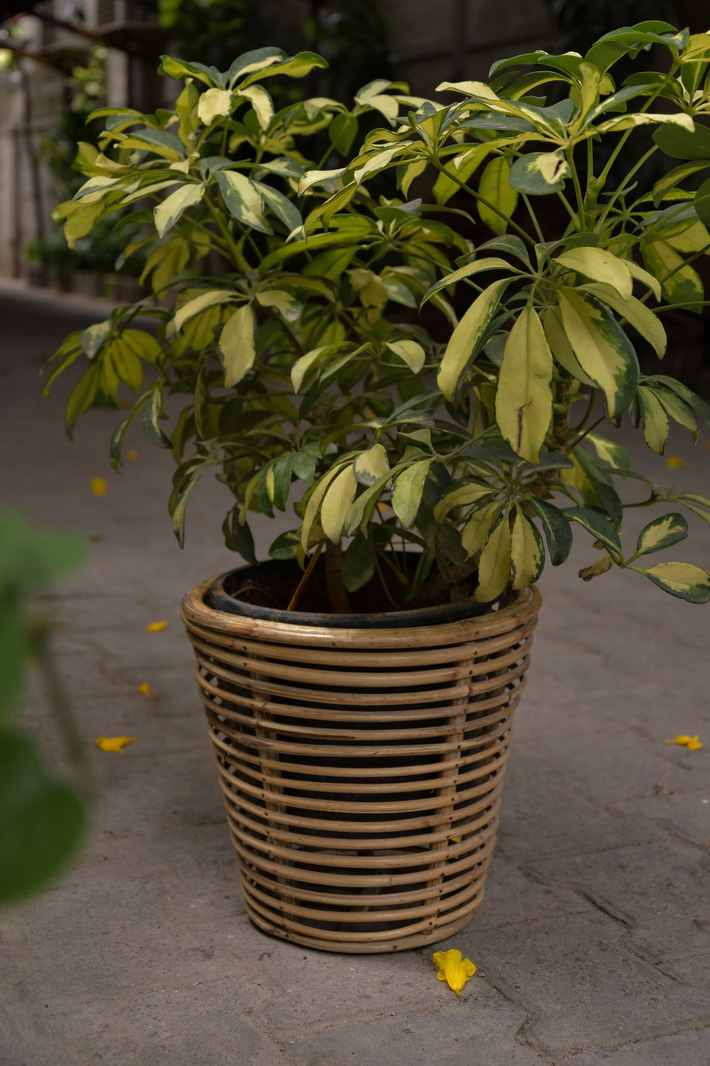 Nagaon Rattan planter