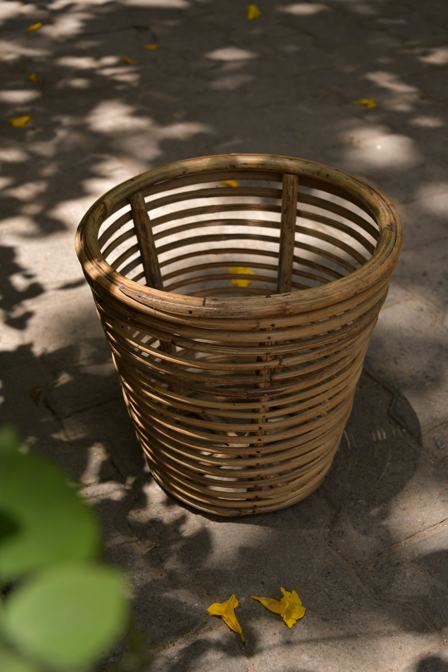 Nagaon Rattan planter