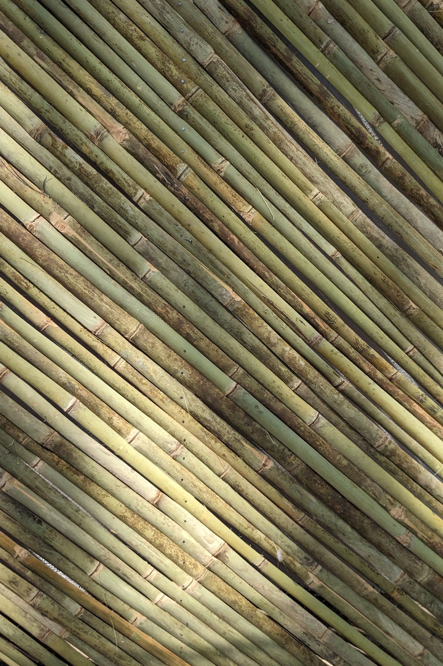 Bamboo Ceiling