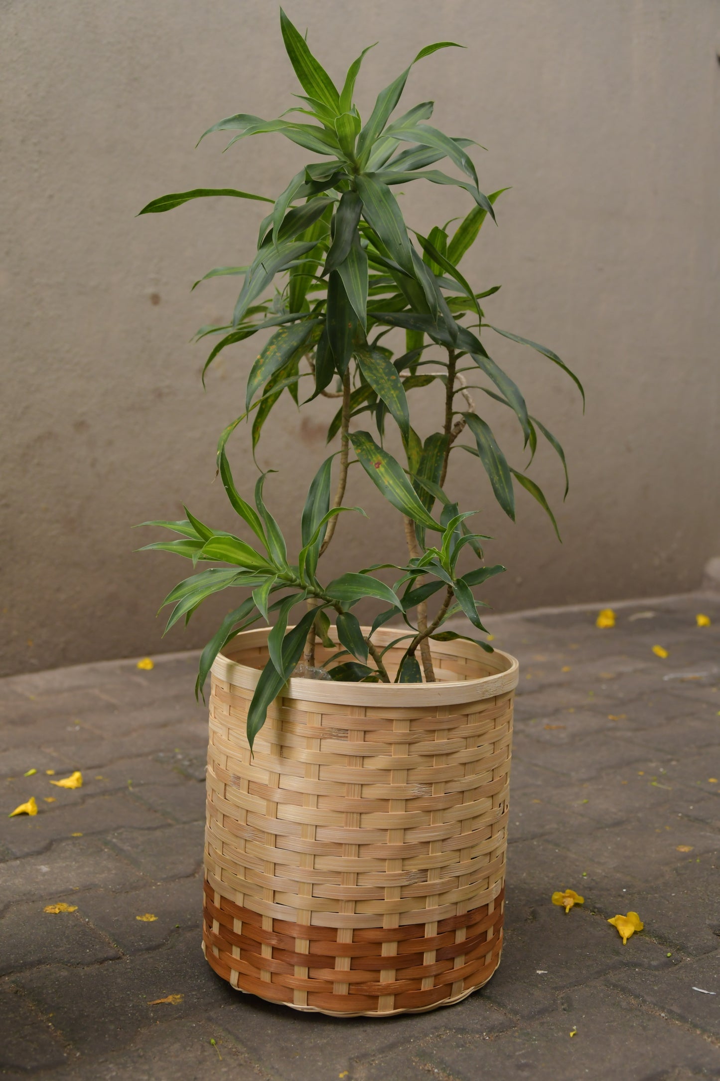 Aarav Bamboo Bin