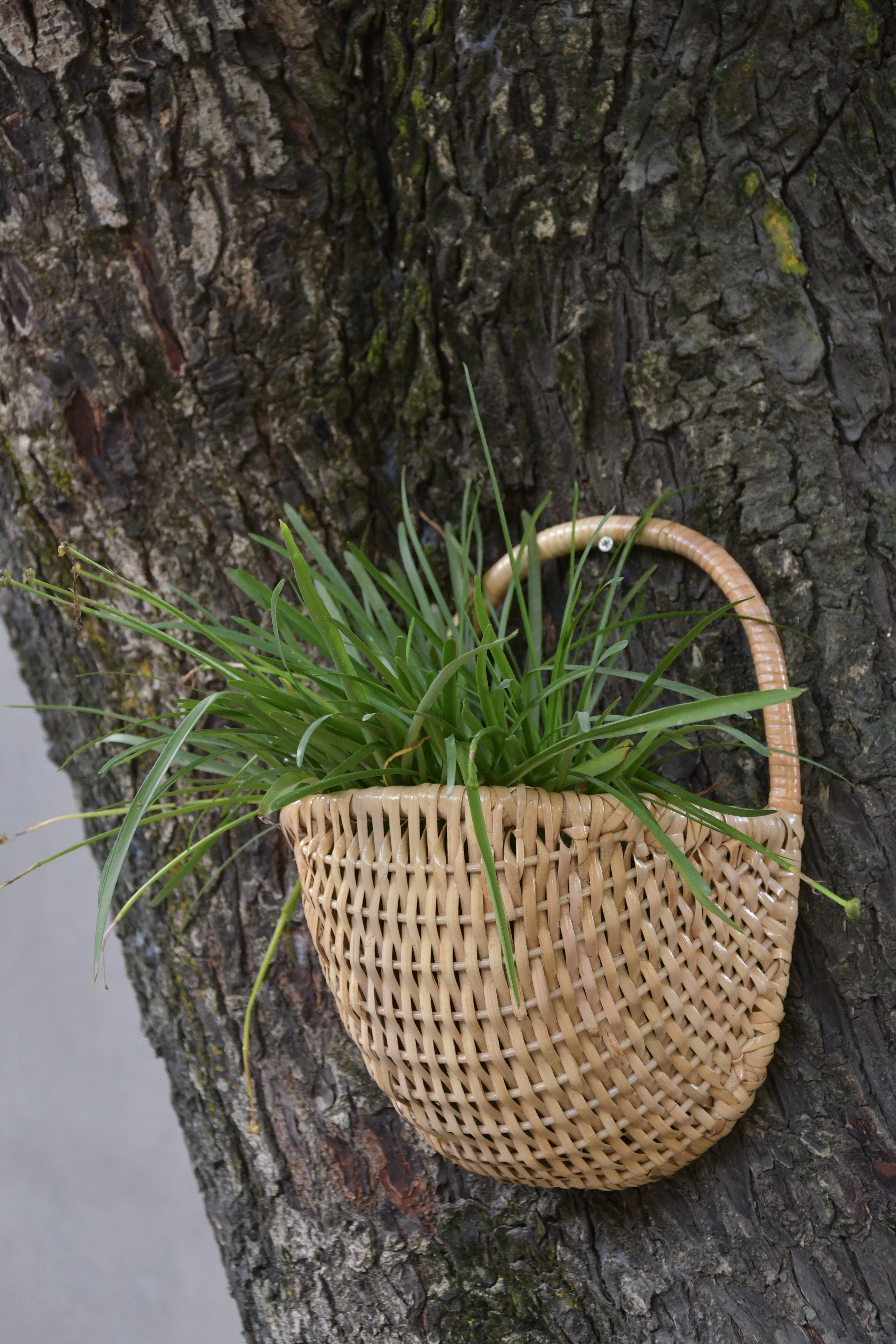 Hatsul Half Rattan planter – Bamboopecker