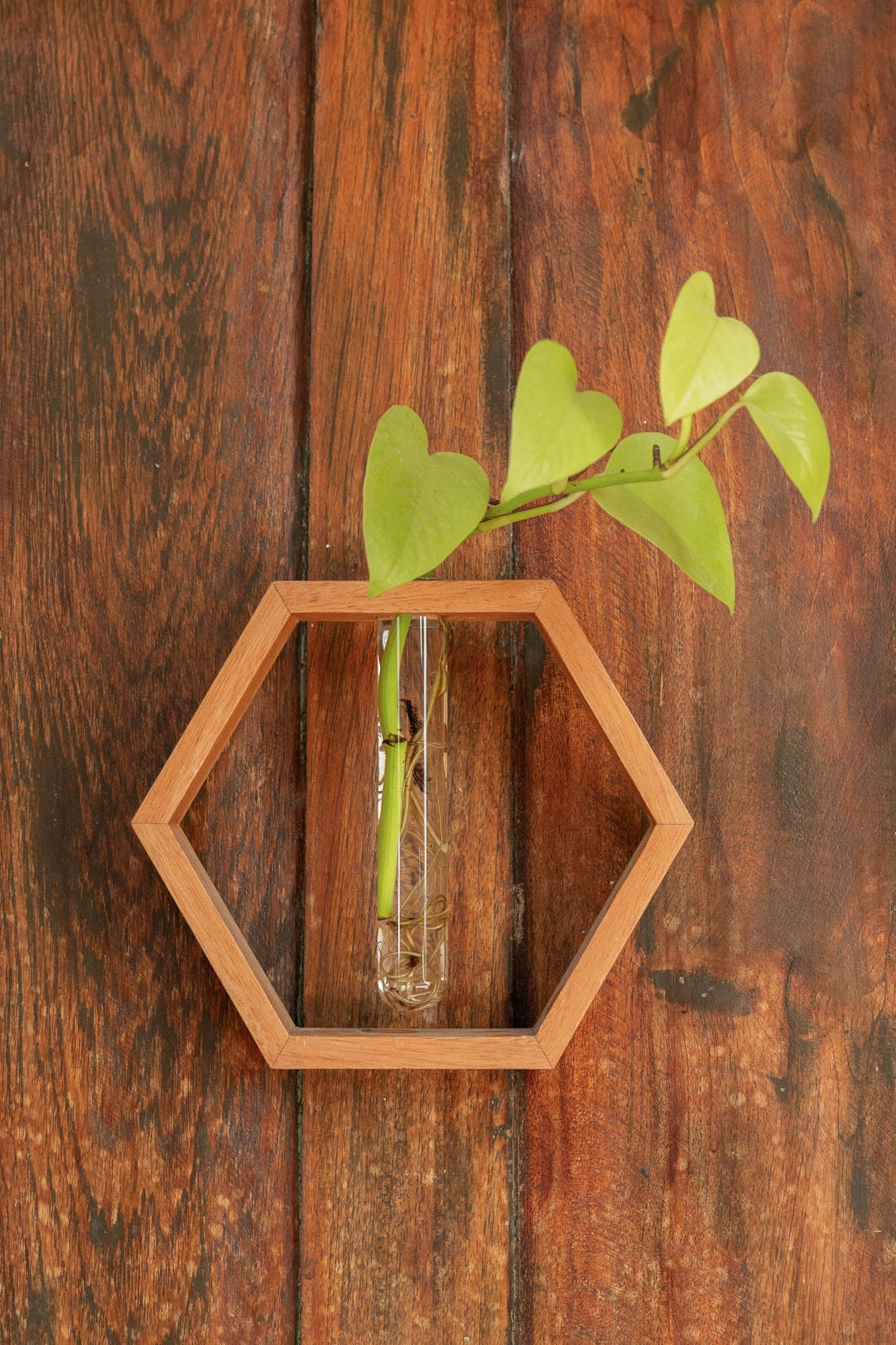 Roots Honeycomb test tube planter – Bamboopecker