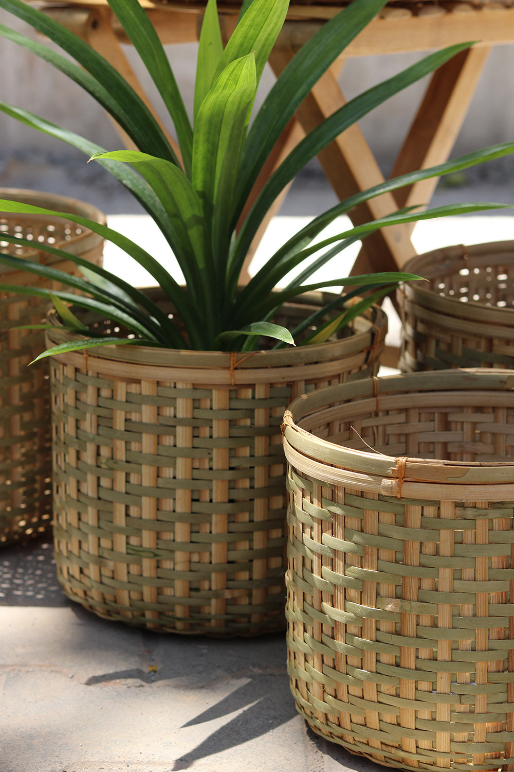 Amtola Planters