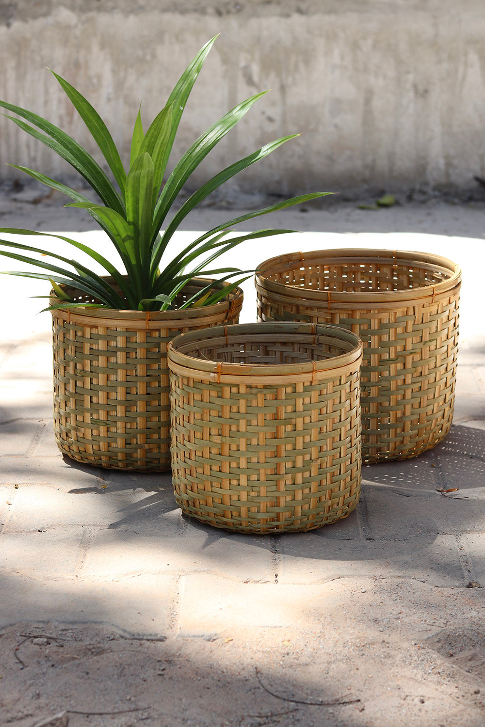 Amtola Planters