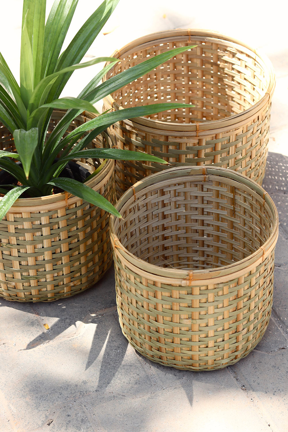 Amtola Planters